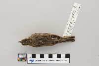 Passerculus sandwichensis image