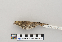Passerculus sandwichensis image