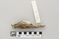 Passerculus sandwichensis image