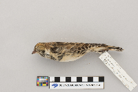 Calcarius lapponicus image