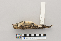 Calcarius lapponicus image