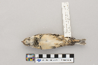 Calcarius lapponicus image