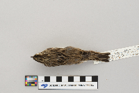Passerculus sandwichensis image