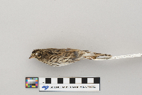 Passerculus sandwichensis image