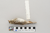 Passerculus sandwichensis image