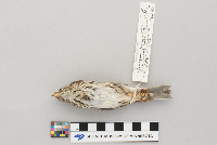 Passerculus sandwichensis image