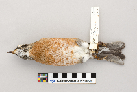 Turdus migratorius image