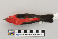 Piranga olivacea image