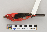 Piranga olivacea image
