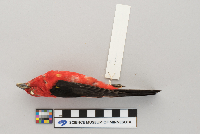 Piranga olivacea image