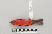 Piranga olivacea image
