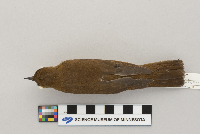 Catharus fuscescens image