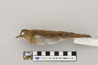 Catharus fuscescens image