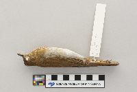 Catharus fuscescens image