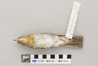 Catharus fuscescens image