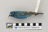 Passerina cyanea image