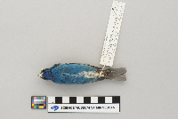 Passerina cyanea image