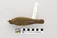 Catharus ustulatus image