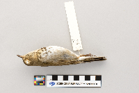 Catharus ustulatus image