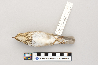 Catharus ustulatus image
