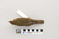 Catharus ustulatus image