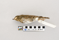 Catharus ustulatus image