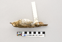 Catharus ustulatus image