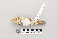 Catharus ustulatus image