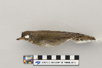 Catharus minimus image