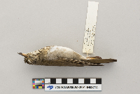 Catharus minimus image
