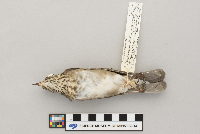 Catharus minimus image