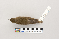 Catharus ustulatus image