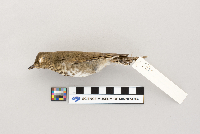 Catharus ustulatus image