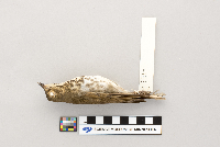 Catharus ustulatus image