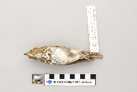 Catharus ustulatus image
