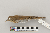 Catharus fuscescens image