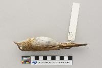 Catharus fuscescens image