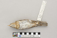 Catharus fuscescens image