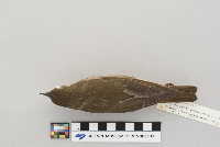 Catharus minimus image