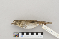 Catharus minimus image