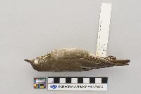 Catharus minimus image