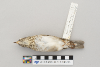 Catharus minimus image