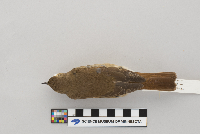 thumbnail image of current specimen