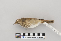thumbnail image of current specimen