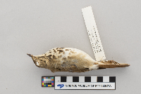 thumbnail image of current specimen