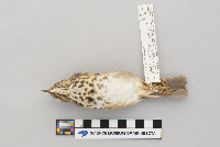 thumbnail image of current specimen