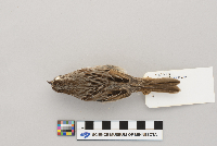 Melospiza melodia image