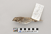 Melospiza melodia image