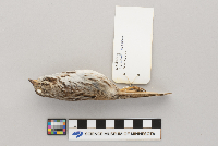Melospiza melodia image