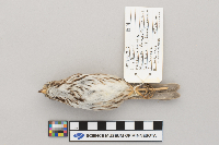 Melospiza melodia image
